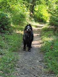 Reunited Unknown Dog last seen Jasper trailhead mill path - pond area, Springfield, OR 97478