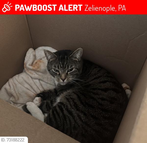 Lost Female Cat last seen Hartzell, Pattison, Zelienople, PA 16063