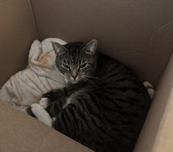 Lost Female Cat last seen Hartzell, Pattison, Zelienople, PA 16063