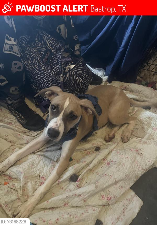 Lost Female Dog last seen Ferry park, Bastrop, TX 78602