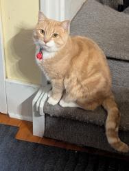 Reunited Male Cat last seen Turner Street and Nootka St, Vancouver, BC V5K 2G7