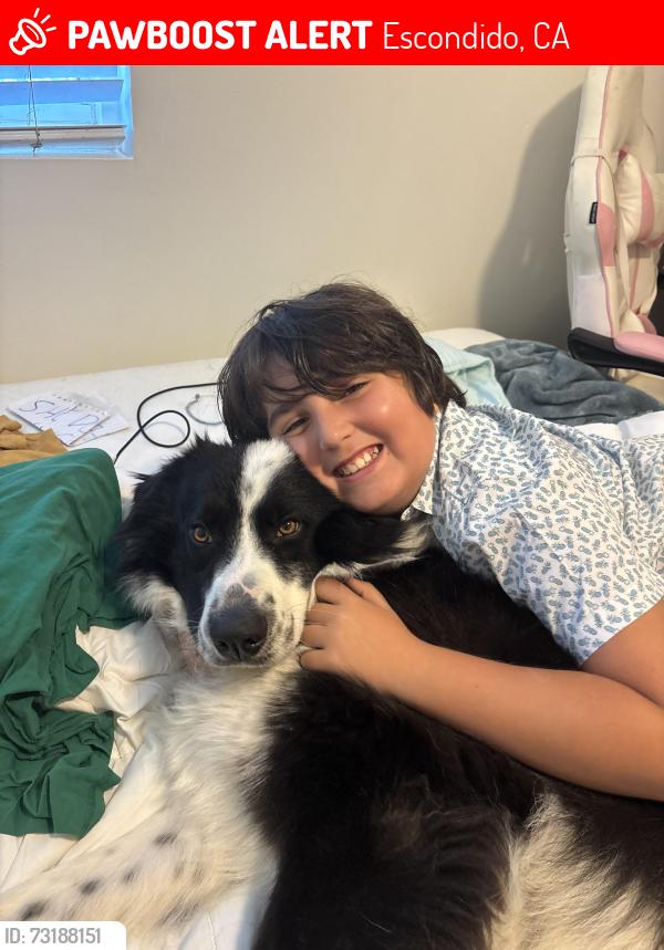 Lost Male Dog last seen Country club drive, Escondido, CA 92029