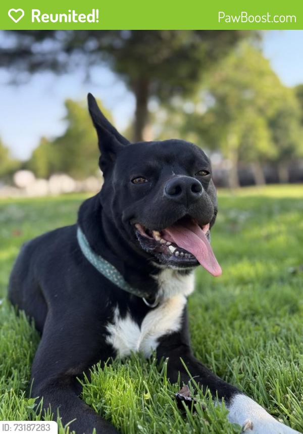 Reunited Male Dog last seen Oakes Dr., Hayward, CA 94542