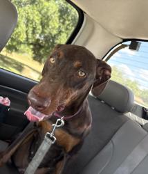 Found/Stray Unknown Dog last seen Near 1470, Pleasanton, TX 78064