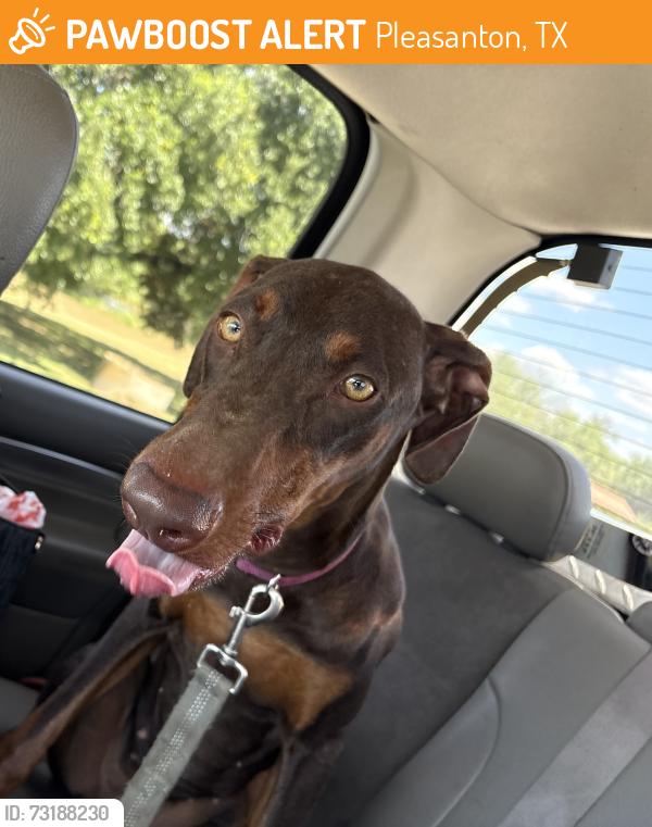 Found/Stray Unknown Dog last seen Near 1470, Pleasanton, TX 78064