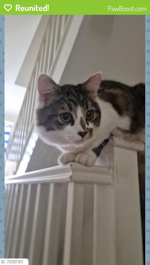 Reunited Male Cat last seen Near Montreal Avenue residential area, Bristol City, England BS7 0NJ