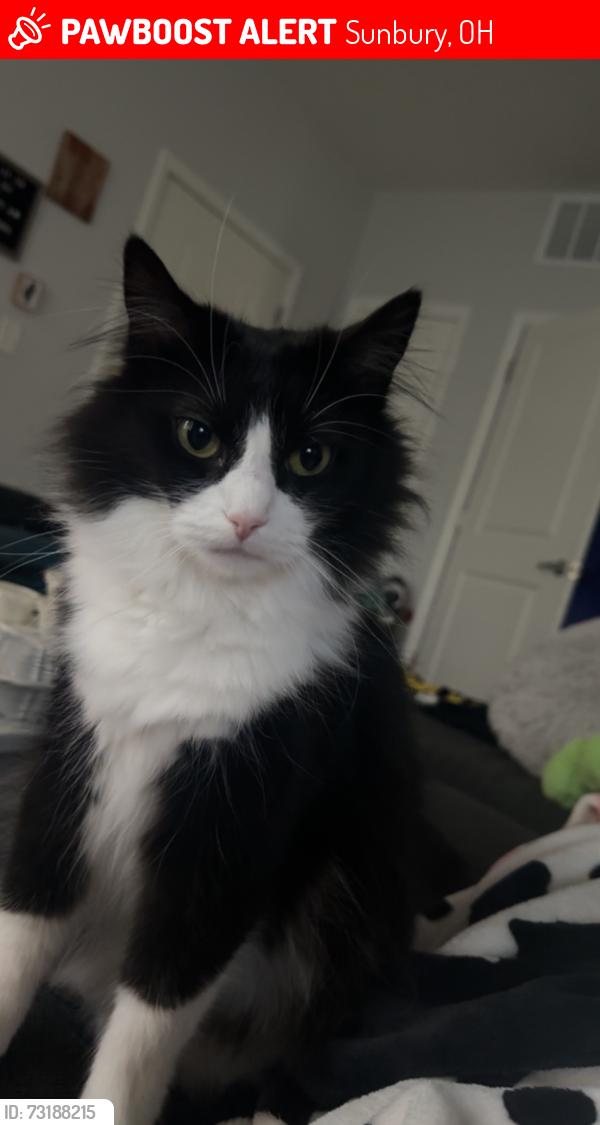 Lost Female Cat last seen near Wilson Road & Sidra, Sunbury, OH 43074