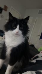 Lost Female Cat last seen near Wilson Road & Sidra, Sunbury, OH 43074