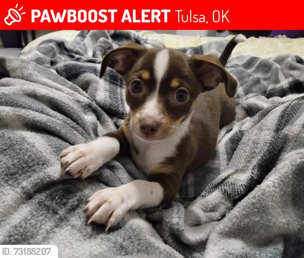 Lost Female Dog last seen North Nogales and Newton, Tulsa, OK 74127