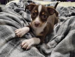 Lost Female Dog last seen North Nogales and Newton, Tulsa, OK 74127