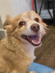 Reunited Male Dog last seen Wigwam and Pecos, Henderson, NV 89074