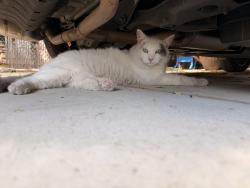 Found/Stray Unknown Cat last seen 7th and Chestnut, Long Beach, CA 90813