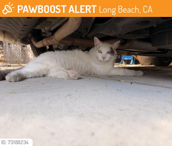 Found/Stray Unknown Cat last seen 7th and Chestnut, Long Beach, CA 90813