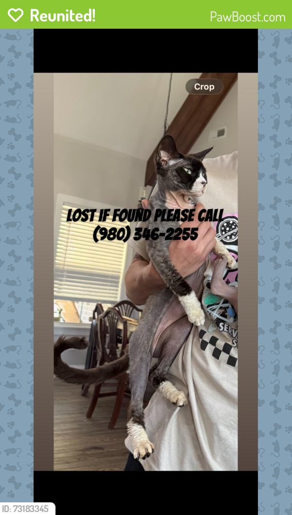 Reunited Female Cat last seen Beckford / tetbury, Florence, SC 29501