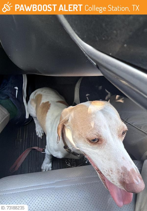 Found/Stray Male Dog last seen Anderson and SW Parkway, College Station, TX 77840