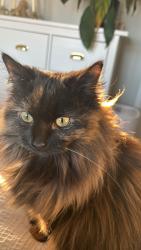 Lost Female Cat last seen High Street, Repton, Repton, England 