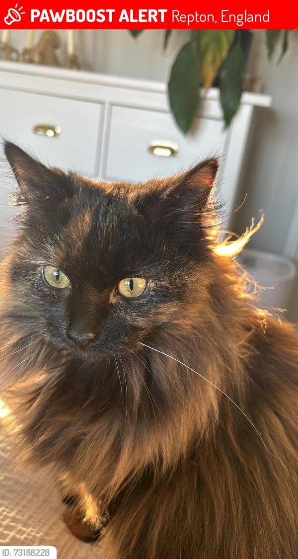 Lost Female Cat last seen High Street, Repton, Repton, England 