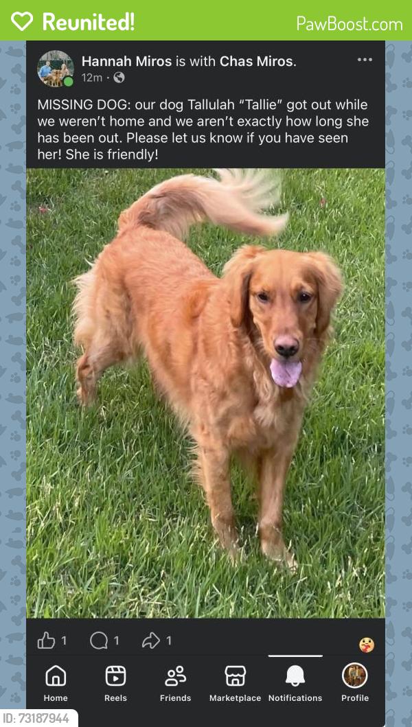 Reunited Female Dog last seen Wade Hampton High School, Greenville, SC 29609