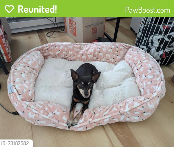 Reunited Female Dog last seen Union Avenue and 33rd Street, Chicago, IL 60616