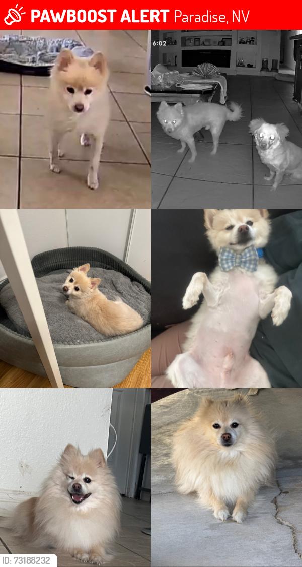 Lost Male Dog last seen E. Hacienda Ave. and S. Pearl St., Paradise, NV 89120