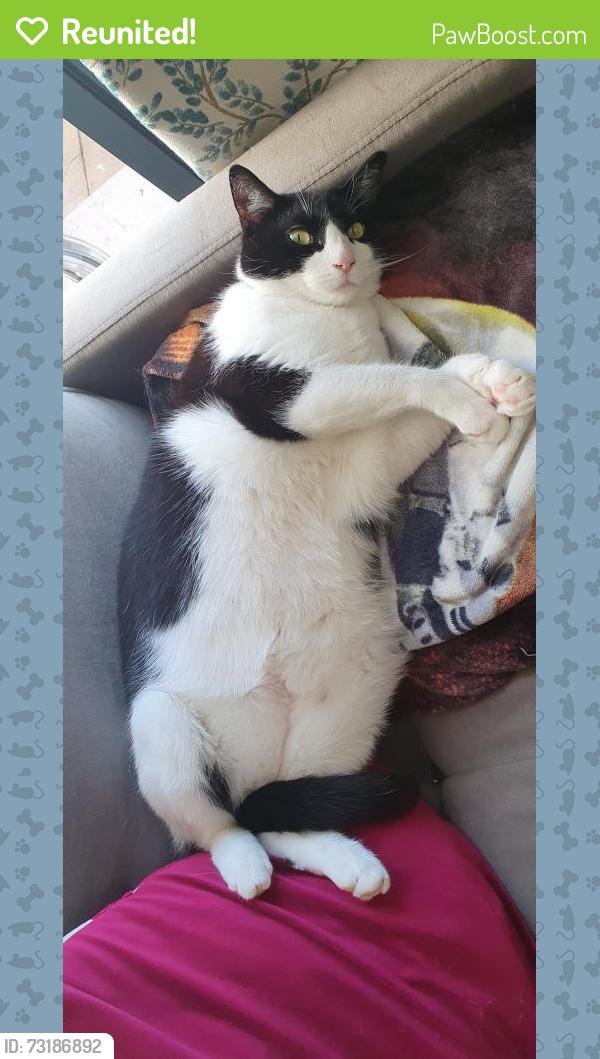 Reunited Female Cat last seen Great linns, Central Bedfordshire, England MK43 0XS