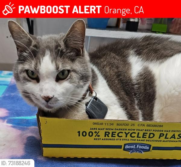 Lost Male Cat last seen Glendora Ave and Millbrae St, Orange, CA 92866