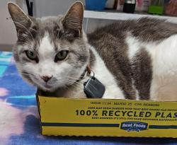 Lost Male Cat last seen Glendora Ave and Millbrae St, Orange, CA 92866