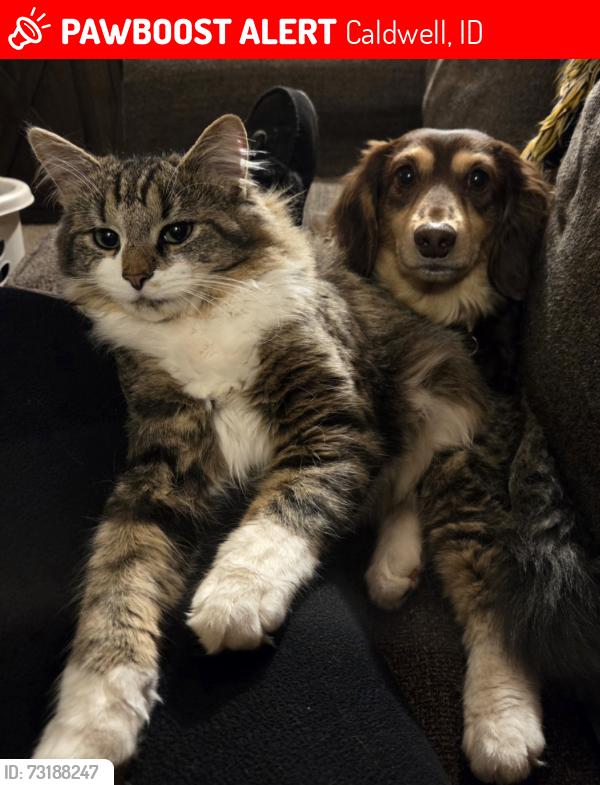 Lost Male Cat last seen Caldwell High school, Caldwell, ID 83605