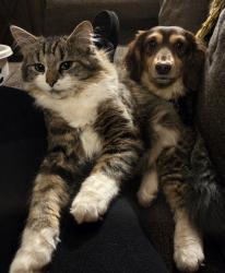 Lost Male Cat last seen Caldwell High school, Caldwell, ID 83605