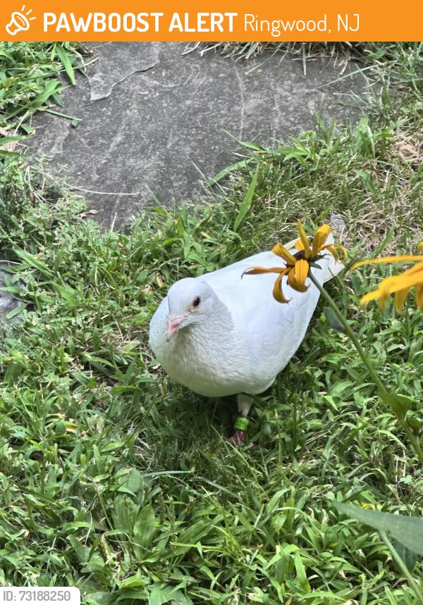 Found/Stray Unknown Bird last seen Fieldstone drive, Ringwood, NJ 07456