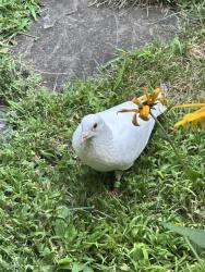 Found/Stray Unknown Bird last seen Fieldstone drive, Ringwood, NJ 07456