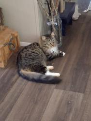 Lost Male Cat last seen Lee byrd rd at bob wood dr loganville ga, Loganville, GA 30052