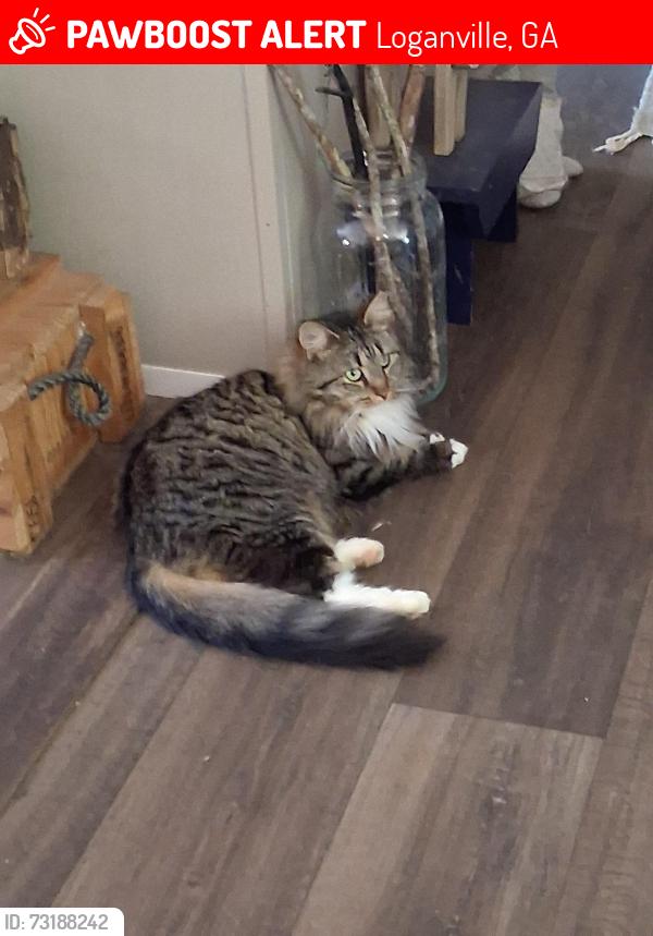 Lost Male Cat last seen Lee byrd rd at bob wood dr loganville ga, Loganville, GA 30052