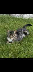 Reunited Male Cat last seen O’MALLEY RD Marlborough, Marlborough, MA 01752