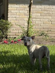 Found/Stray Female Dog last seen Oglethorpe Dr, Houston, TX 77031