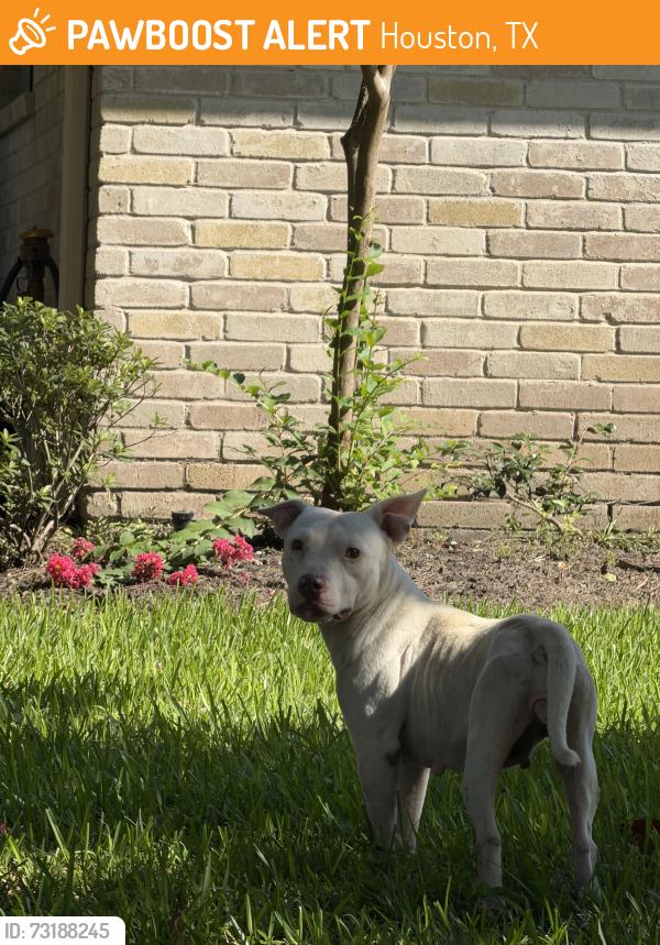 Found/Stray Female Dog last seen Oglethorpe Dr, Houston, TX 77031