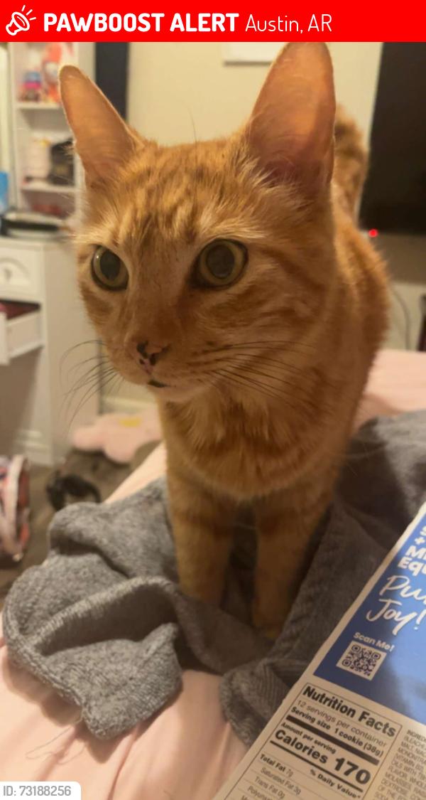 Lost Male Cat last seen Peach street, Austin, AR 72007