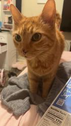 Lost Male Cat last seen Peach street, Austin, AR 72007