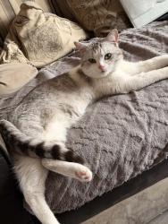 Lost Male Cat last seen Second avenue, Nunsthorpe, England DN33 1DJ