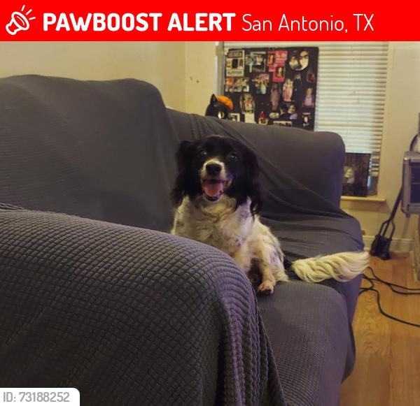 Lost Female Dog last seen Near stockport, San Antonio, TX 78239