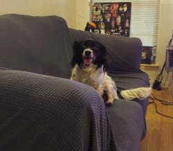 Lost Female Dog last seen Near stockport, San Antonio, TX 78239