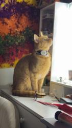 Reunited Female Cat last seen Lynda lane and fox rd, Drums, PA 18222