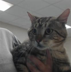 Shelter Stray Male Cat last seen Near BLOCK BUTLER NURSERY RD, FAYETTEVILLE NC 28306, 4704 Corporation Dr, Fayetteville, NC 28306, USA