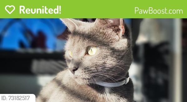 Reunited Female Cat last seen Cv31da, West Midlands, England CV3 1DA