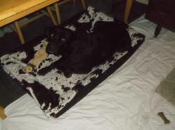 Reunited Female Dog last seen Near FM 3427 Greenville, TX 75401, Celeste, TX 75423