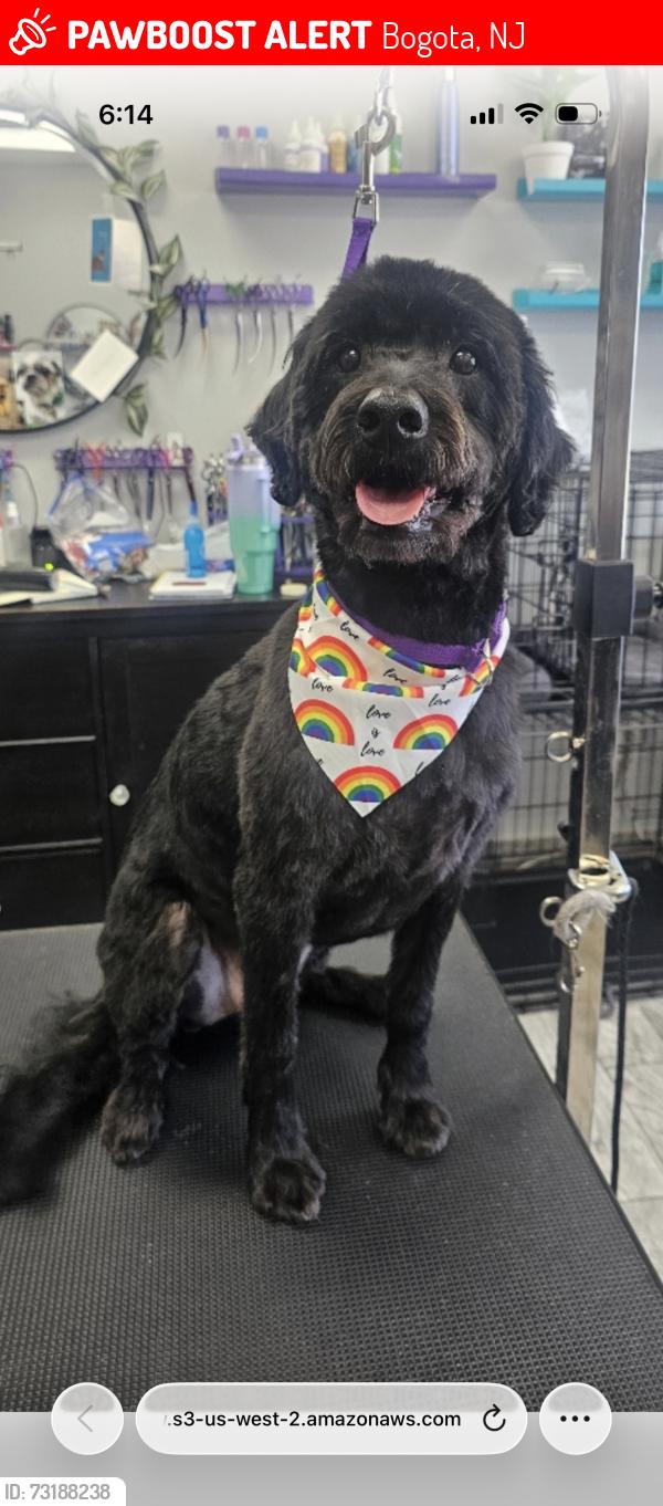 Lost Female Dog last seen Bogert Lane and River Rd, Bogota NJ, Bogota, NJ 07603