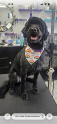 Lost Female Dog last seen Bogert Lane and River Rd, Bogota NJ, Bogota, NJ 07603
