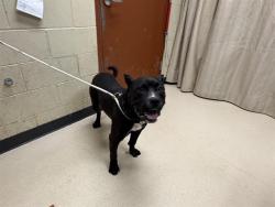 Shelter Stray Male Dog last seen Near BLOCK N 75TH ST, 3839 W Burnham St, West Milwaukee, WI 53215, USA