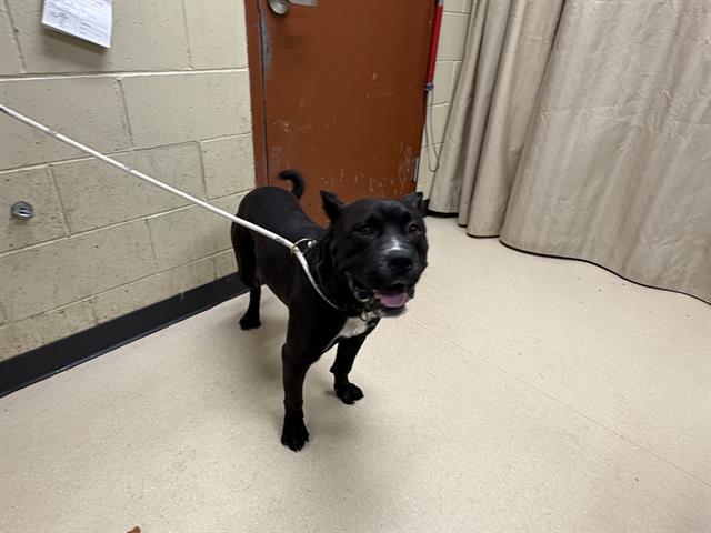 Shelter Stray Male Dog last seen Near BLOCK N 75TH ST, 3839 W Burnham St, West Milwaukee, WI 53215, USA