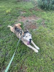 Reunited Female Dog last seen River Chase Neighborhood, Monroe, NC 28110